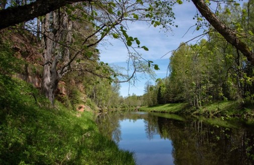 16 парков в лесу планируется создать на Вологодчине.